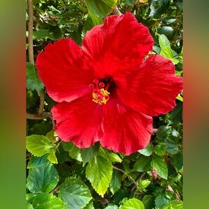 Meet your Posher, Shelley